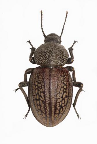 Psammodes regalis